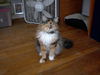 Catherine - Lovable Maine Coon Mix