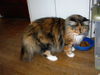 Catherine - Lovable Maine Coon Mix