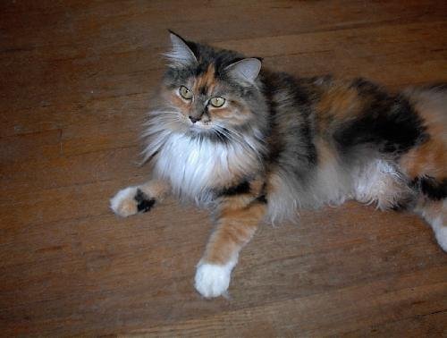 Catherine - Lovable Maine Coon Mix