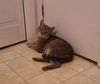 Lewis - Meet Me at the East Shore Petco!