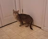 Lewis - Meet Me at the East Shore Petco!