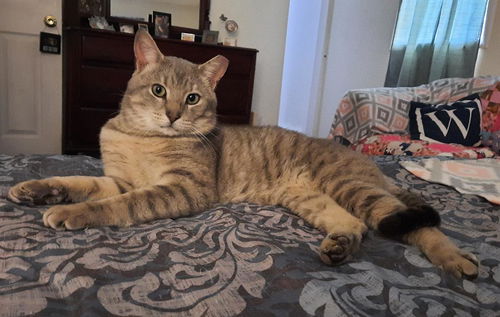 Lewis - Meet Me at the East Shore Petco!