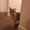 Lewis - Meet Me at the East Shore Petco!