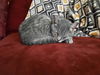 Lewis - Meet Me at the East Shore Petco!