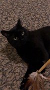 adoptable Cat in harrisburg, PA named Binks-Courtesy Post
