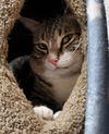 ZIGGY - meet me at the Blue Dog Pet Shop