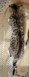 ZIGGY - meet me at the Blue Dog Pet Shop