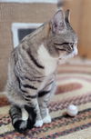 ZIGGY - meet me at the Blue Dog Pet Shop