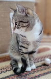 ZIGGY - meet me at the Blue Dog Pet Shop