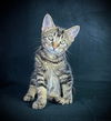 Tailor (Bobtail Kitten)