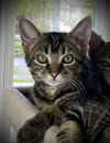 Tailor (Bobtail Kitten)