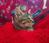Hazel- Meet me at The Blue Dog Pet Shop!