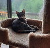 Hazel- Meet me at The Blue Dog Pet Shop!