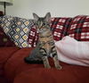 Hazel- Meet me at The Blue Dog Pet Shop!
