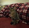 Hazel- Meet me at The Blue Dog Pet Shop!