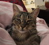 Hazel- Meet me at The Blue Dog Pet Shop!