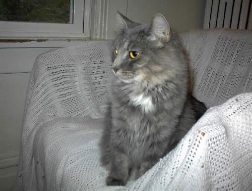 Beth Ann - Maine Coon Lap Sitter