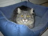 Beth Ann - Maine Coon Lap Sitter