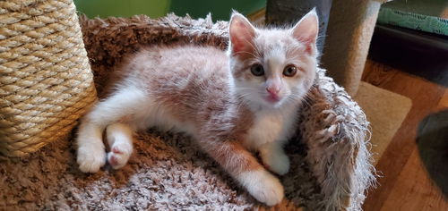 Carly -dog friendly sweet  kitten