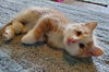 Carly -dog friendly sweet  kitten