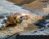 Carly -dog friendly sweet  kitten