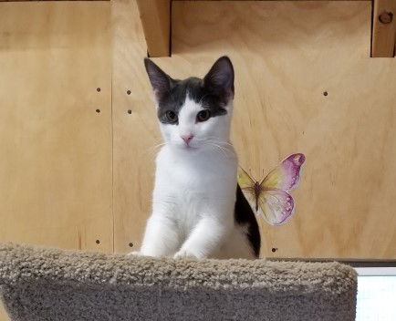 Nimbus