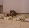 Heidi- Meet Me at the West Shore Petco!