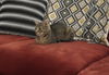 Heidi- Meet Me at the West Shore Petco!