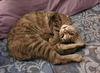 Heidi- Meet Me at the West Shore Petco!