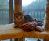 Heidi- Meet Me at the West Shore Petco!