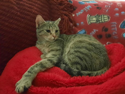 Heidi- Meet Me at the West Shore Petco!