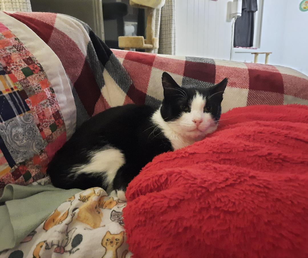 adoptable Cat in Harrisburg, PA named Zeke (Special Soul Needed)