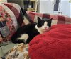 adoptable Cat in harrisburg, PA named Zeke - Sweet & Lovable Soul
