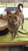 adoptable Cat in harrisburg, PA named Sonny- Courtesy Post