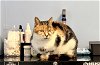 adoptable Cat in harrisburg, PA named Rhoda - Courtesy Post