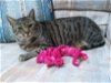 adoptable Cat in harrisburg, PA named Esme- Sweet mama cat