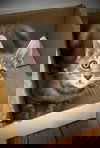 Walker (Dog Friendly Kitten)