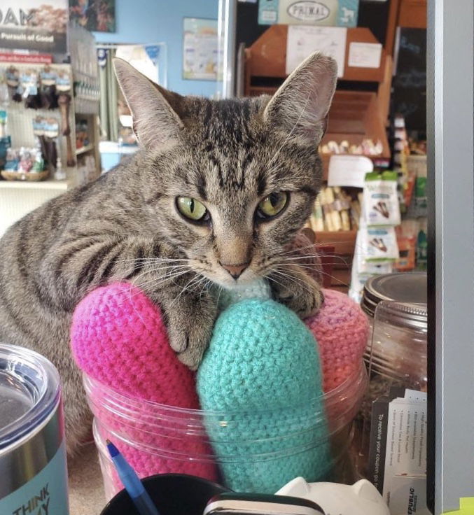 adoptable Cat in Harrisburg, PA named SHIRLEY, YOUNG ADULT AT BLUE DOG