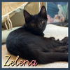 Zelena