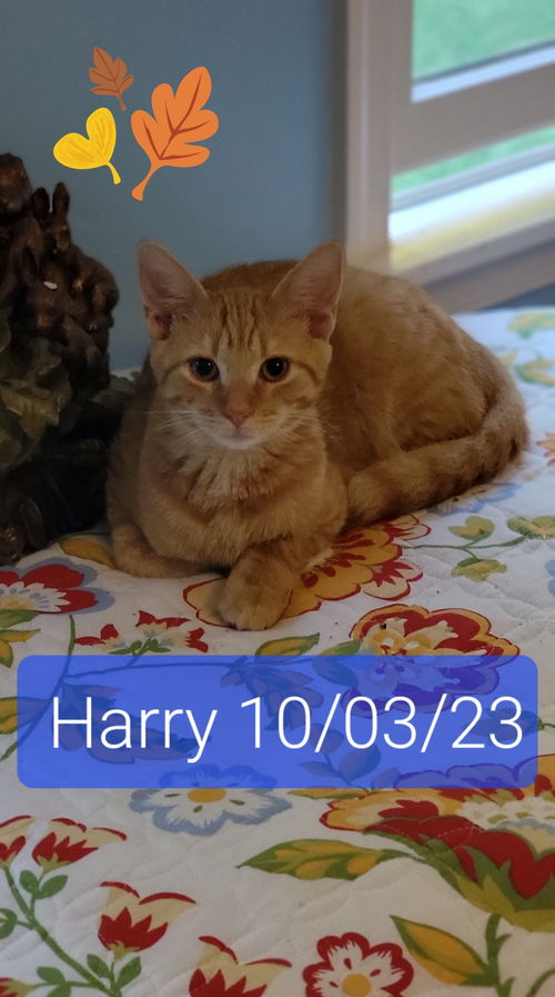 Harry