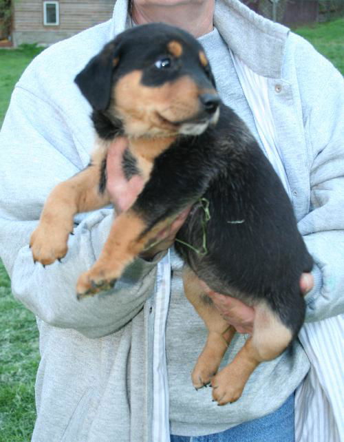 Zorra