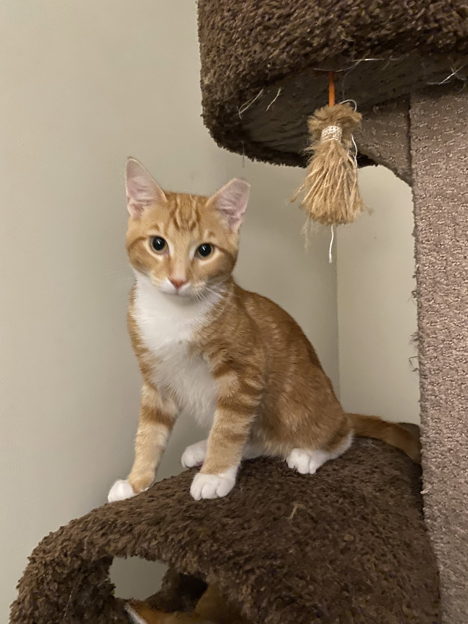 Cat adoption in Harrisburg, PA 17105 Domestic Short Hair Cat "Dave"