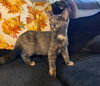 Stormy-See Me At Petco,Jonestown Rd