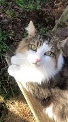 adoptable Cat in  named AJ-Courtesy Post