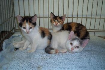 Calico Girls