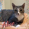 ALICE, EXTRA FRIENDLY EXTROVERT