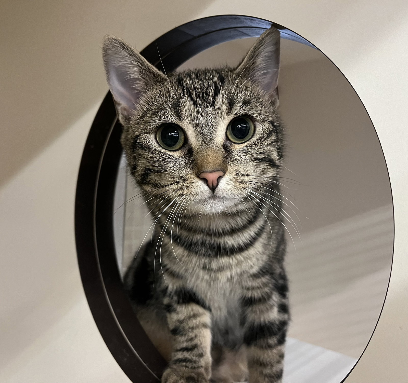 frankie-grace-see-me-at-petco-jonestown-rd-s-web-page