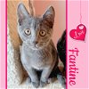 adoptable Cat in harrisburg, PA named Fantine ❤️ Dog Friendly
