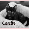 Cosette