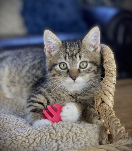 Harrison (dog friendly kitten)